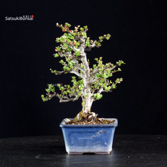 Chaenomeles Speciosa - Chojubai - immagine 5