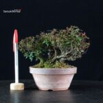 Rhyncospermum Asiaticum - Chirimen