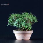 Rhyncospermum Asiaticum - Chirimen - immagine 2