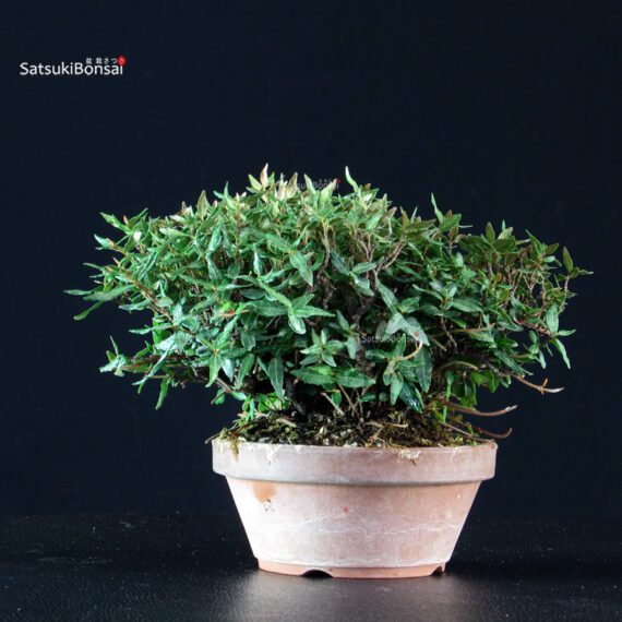 Rhyncospermum Asiaticum - Chirimen - immagine 3