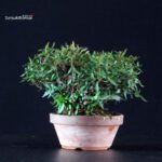 Rhyncospermum Asiaticum - Chirimen - immagine 4