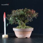 Rhyncospermum Asiaticum - Chirimen