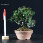 Rhyncospermum Asiaticum - Chirimen