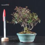 Rhyncospermum Asiaticum - Chirimen