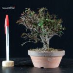 Rhyncospermum Asiaticum - Chirimen