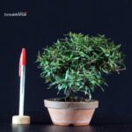 Rhyncospermum Asiaticum - Chirimen