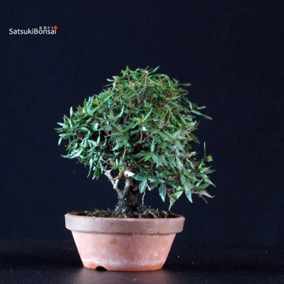 Rhyncospermum Asiaticum - Chirimen - immagine 2