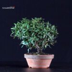 Rhyncospermum Asiaticum - Chirimen - immagine 3