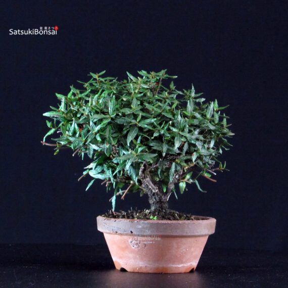 Rhyncospermum Asiaticum - Chirimen - immagine 3