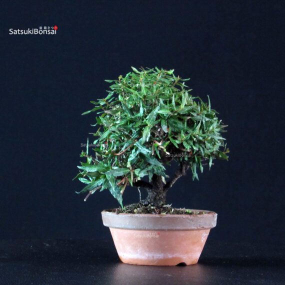 Rhyncospermum Asiaticum - Chirimen - immagine 4