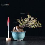 Chaenomeles Speciosa - Chojubai