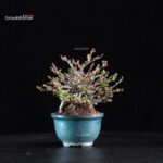 Chaenomeles Speciosa - Chojubai - immagine 3