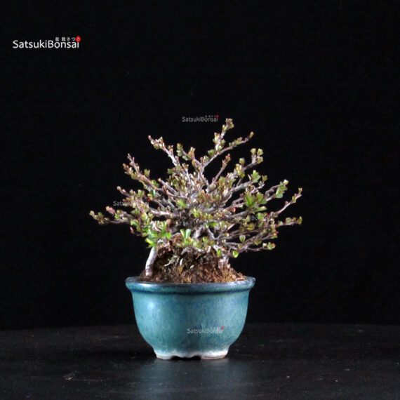 Chaenomeles Speciosa - Chojubai - immagine 3