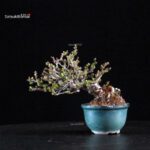 Chaenomeles Speciosa - Chojubai - immagine 4