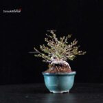 Chaenomeles Speciosa - Chojubai - immagine 5