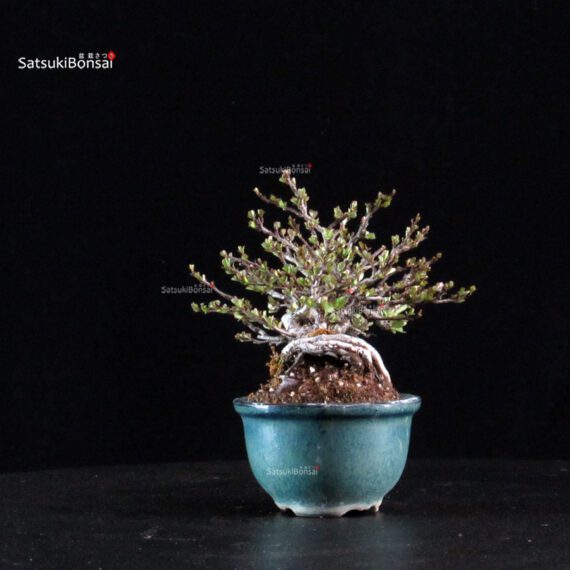 Chaenomeles Speciosa - Chojubai - immagine 5