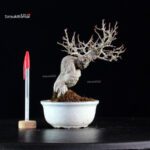 Ilex serrata Koshobai