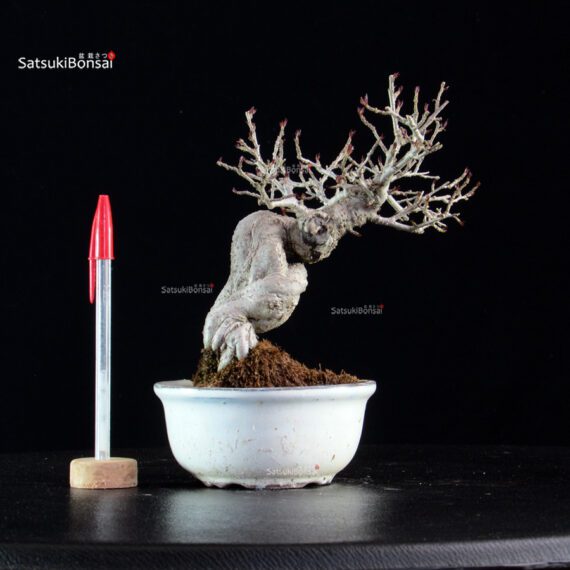 Ilex serrata - immagine 5