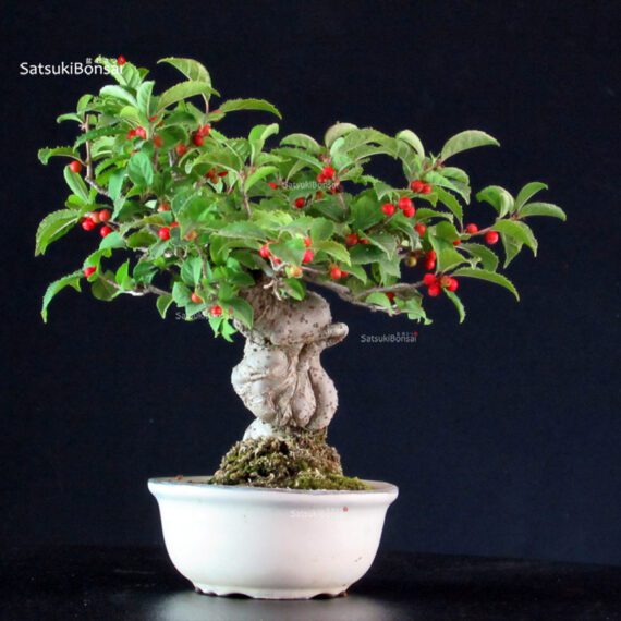 Ilex serrata - immagine 3
