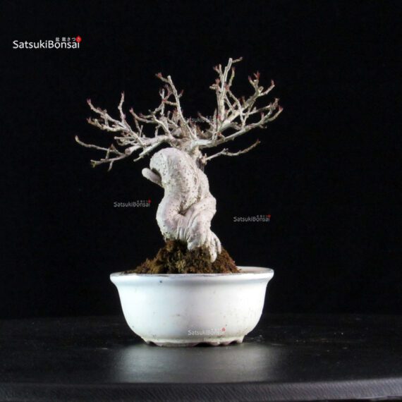 Ilex serrata Koshobai - immagine 2