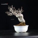 Ilex serrata Koshobai - immagine 3