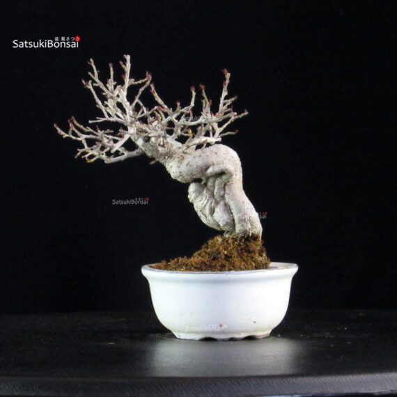 Ilex serrata Koshobai - immagine 3