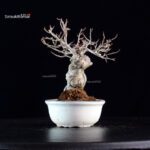 Ilex serrata Koshobai - immagine 4