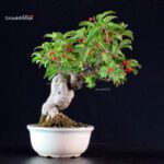 Ilex serrata