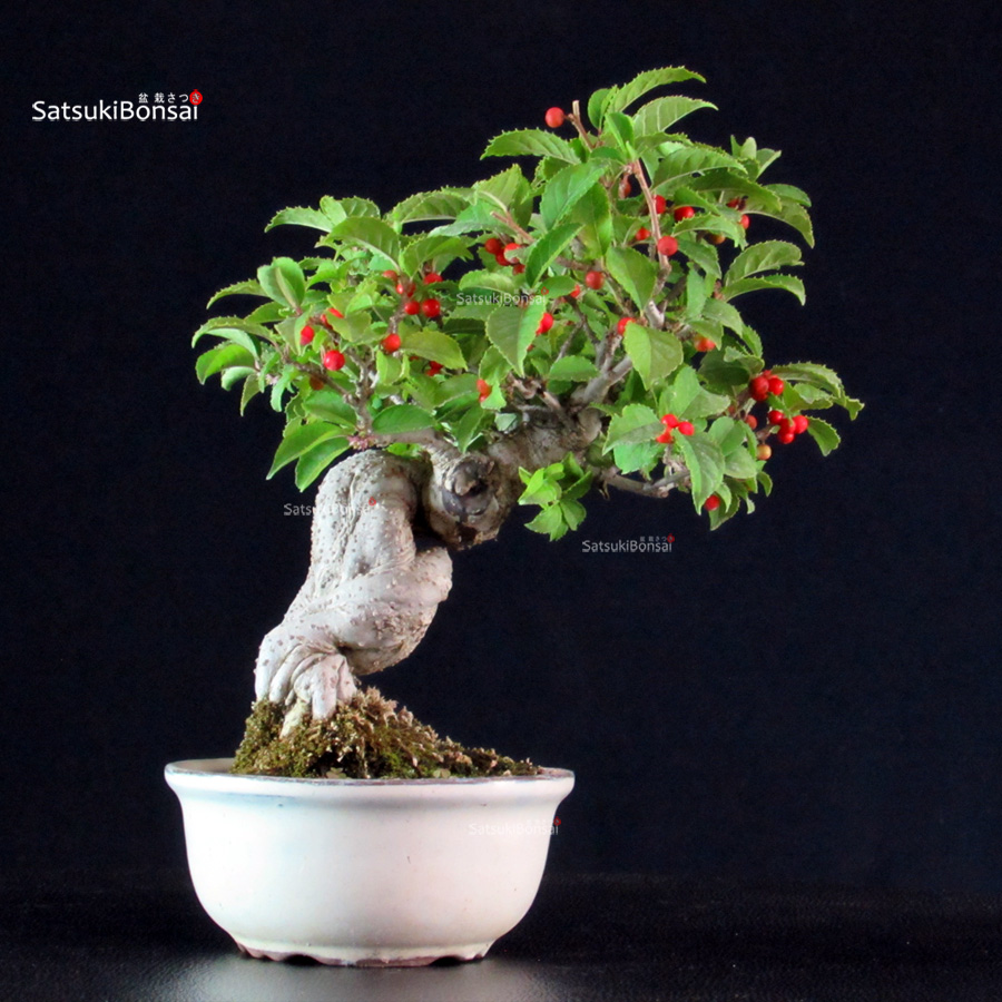 6247_7-Ilex-serrata Ilex serrata - immagine 1
