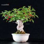 Ilex serrata - immagine 2