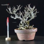 Chaenomeles Speciosa - Chojubai