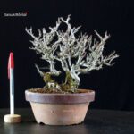 Chaenomeles Speciosa - Chojubai