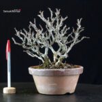 Chaenomeles Speciosa - Chojubai