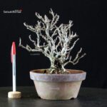 Chaenomeles Speciosa - Chojubai