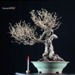 Crataegus Cuneata - Biancospino