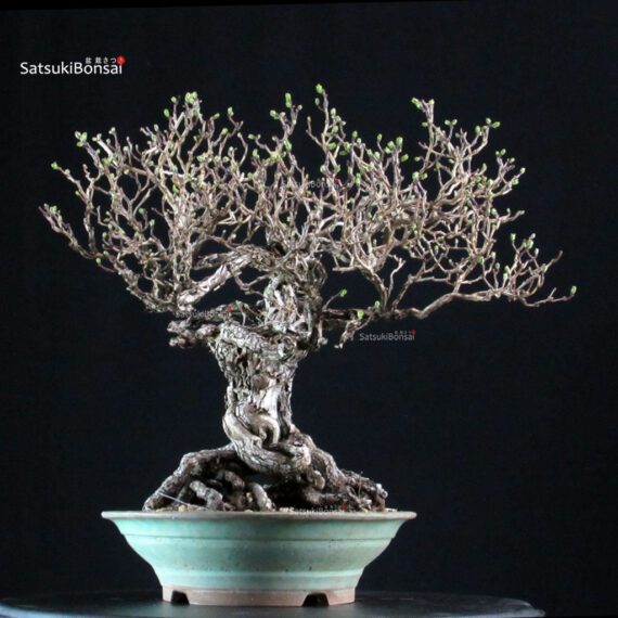 Crataegus Cuneata - Biancospino - immagine 2