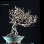 Crataegus Cuneata - Biancospino - immagine 4