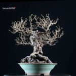 Crataegus Cuneata - Biancospino - immagine 3