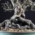 Crataegus Cuneata - Biancospino - immagine 6