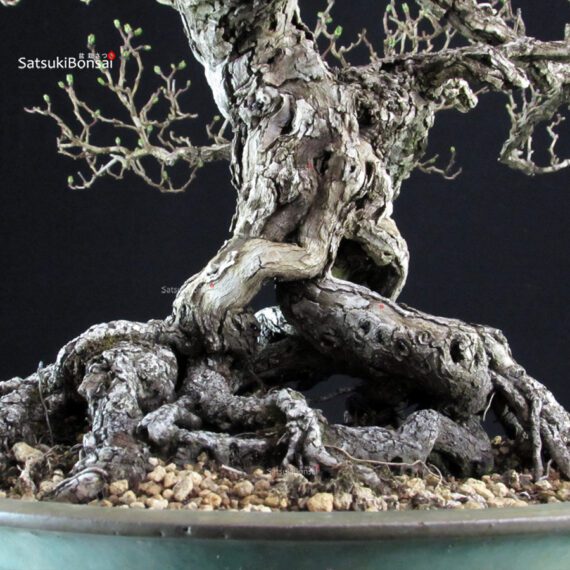 Crataegus Cuneata - Biancospino - immagine 6