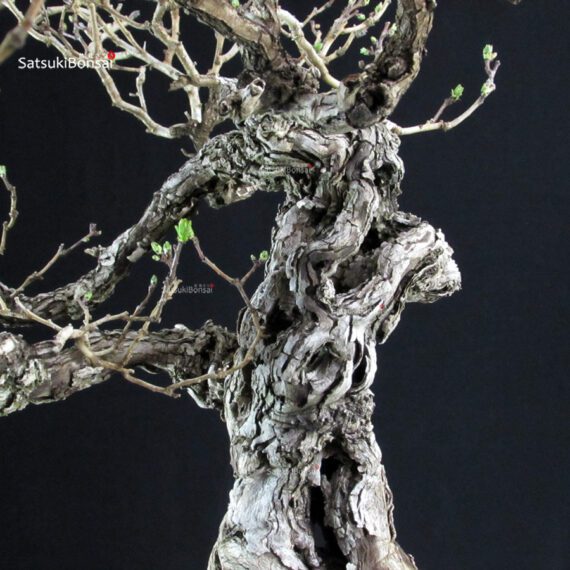 Crataegus Cuneata - Biancospino - immagine 5