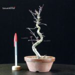 Acero palmato var. Deshojo