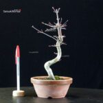 Acero palmato var. Deshojo