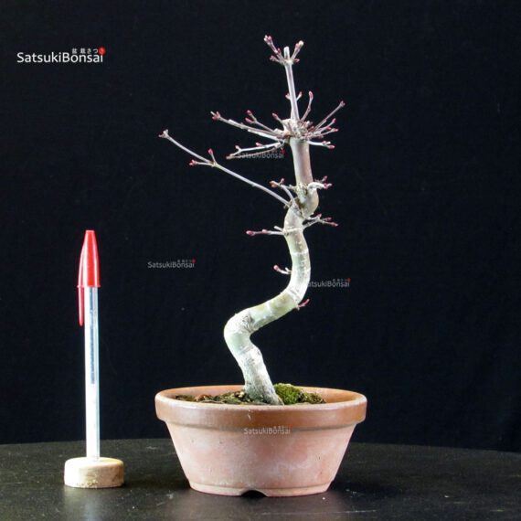 Acero palmato var. Deshojo - immagine 3