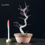 Acero palmato var. Deshojo