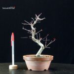 Acero palmato var. Deshojo