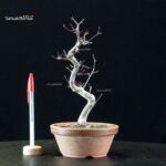 Acero palmato var. Deshojo