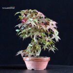 Acero palmato var. Deshojo