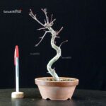 Acero palmato var. Deshojo