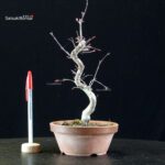 Acero palmato var. Deshojo